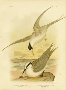 小さなアジサシ、1891
